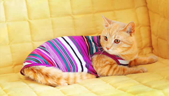 Cute Comfort For Everyday Adventures