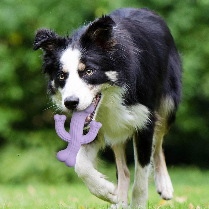 Why Your Dog Needs the Cactus Pet Chew Toy