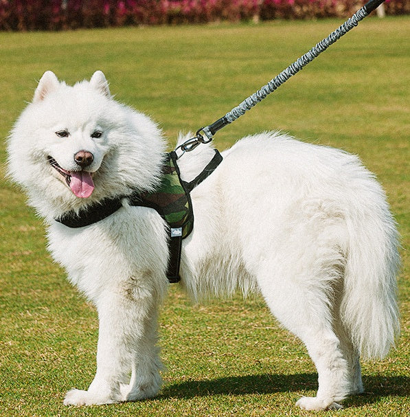 Discover the Perfect Outdoor Companion for Your Pet